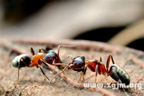 夢見很多螞蟻是什麼意思 兩棟